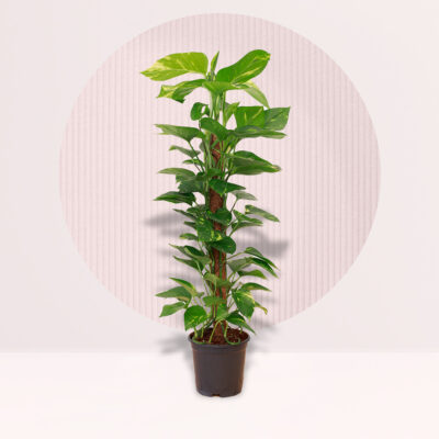 Scindapsus aureum
