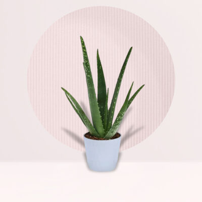 Green Oasis Aloe Vera Plant