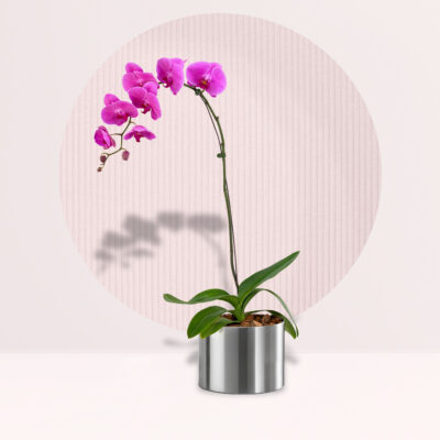 Phalaenopsis Orchid Purple
