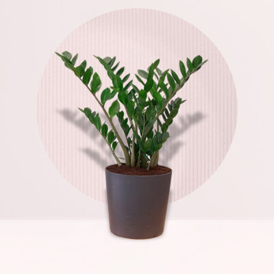 Zamioculcas Zamiifolia