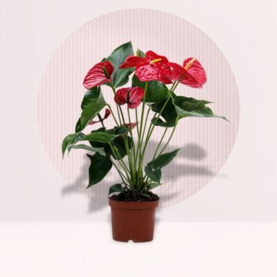 Anthurium Red Plant