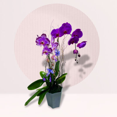 Celestial Orchid Delight