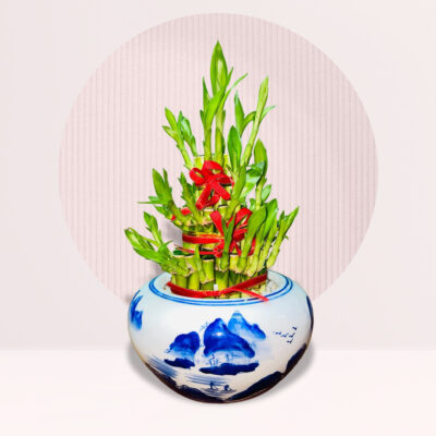 order lucky bamboo plant online