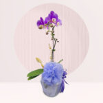 order orchid flower pots online