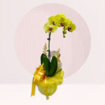 order yellow orchid online