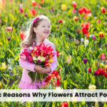 Fresh flowers in sunlight, boosting mood and positivity through color and scent.
